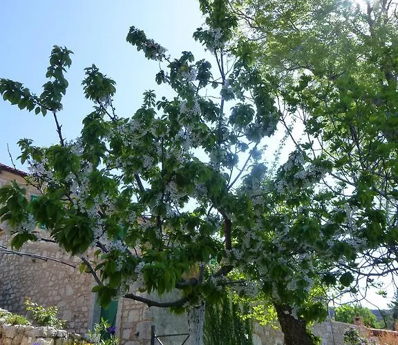 Rural 茨里克韦尼察