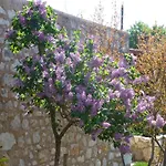 Tatil Evi Rural